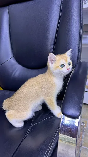 British short hair golden chinchilla