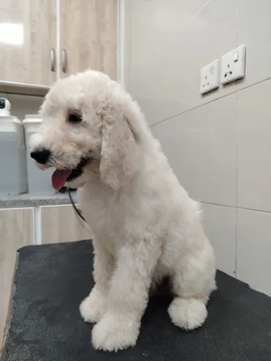 عربي: جيانت بودل أبيض كريمي فاخر  Premium White Cream Giant Poodle Puppy