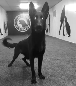 dogs trainer home services مدرب كلاب الان بالاسكندرية استقبل جميع الانواع والاعمار