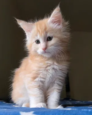 Beautiful Maine Coon Kitten  in UAE  Fluffy Cream Color  Adorable & Sweet