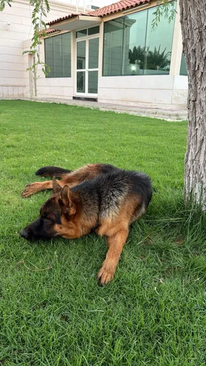 كلب جيرمن ..