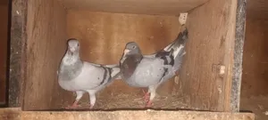 زاجل زوج منتج مطلوب الا خمسه ريال