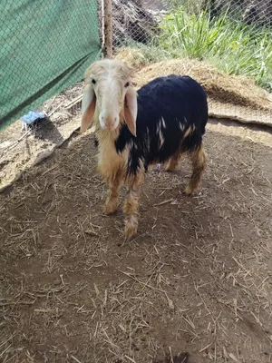 كبش نجدي بيور ماشاء الله