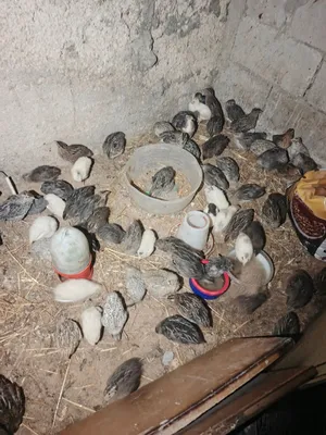 فري الجوز عدينار
