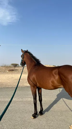 خيل عربي البيع