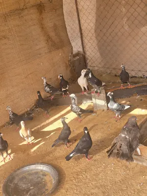 أزواج حمام سوري للبيع