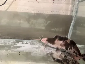 Spotted cat fish