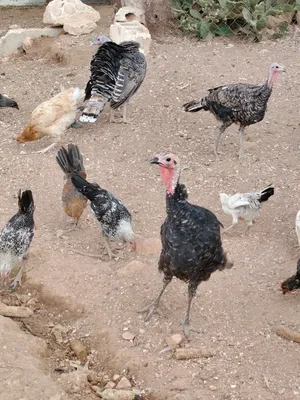 فراخ دجاج و حبش