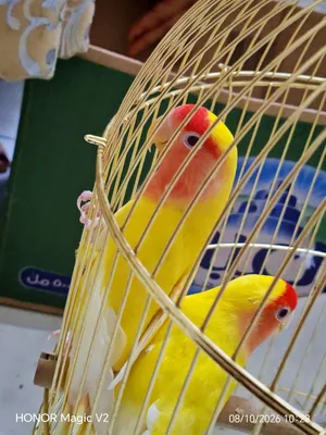 (قابل للتفاوض) زوج طيور حب روز لوتينو منتج مع القفص و أرنب أبيض صغير