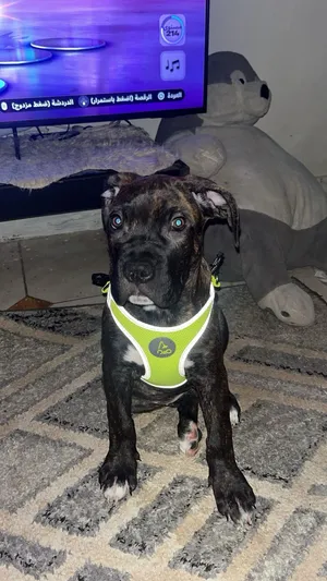 للبيع Cane Corso