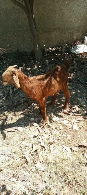 جدي البيع  العمر ثلاث اشهر