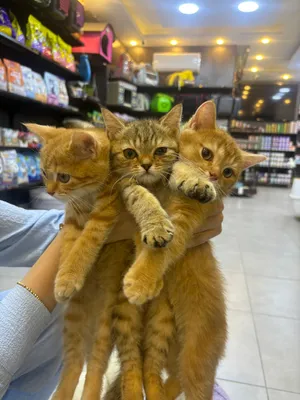 قطط سكوتش ستريت ذكور بيور – عمر شهرين – مع جواز سفر - Purebred Scottish Straight Kittens – 3 Males