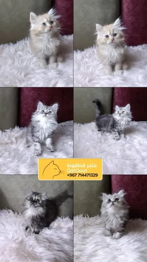 شيرازي بيور