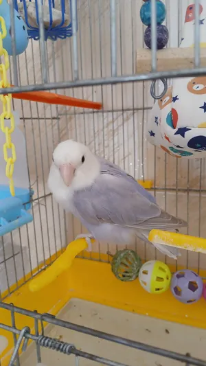 انثى عصفورة  روز