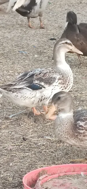 90 ducks available good and healthy