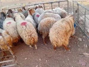 عرض لمدة 48 ساعه اهلا وسهلا بالجميع  حياكم الله من مزارع عمر المشاقيه  خدمة 24 ساعه  العرض لمدة 48 س