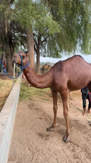 بكرة حمراء باطنية سلالة طيبة من جهة الأب والأم، ابوه ود الخوارة