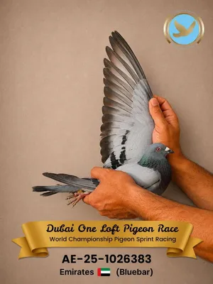 RACING PIGEON