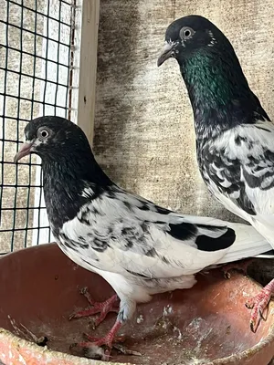 للبيع زوج رام بوري بيور