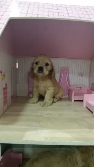 كلاب كوكر اسباني