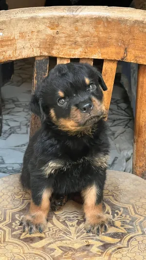 Rottweiler puppy vaccinations