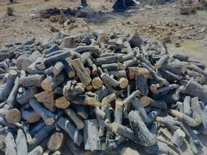 حطب للزرب والشوي زيتون زند وقرميه ناشف