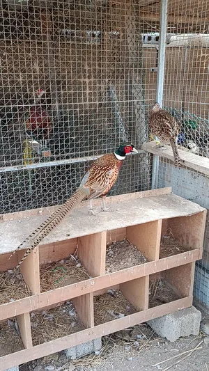 طائر الفزنت اقراء الوصف