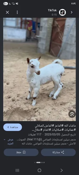 مطلوب بشكل عاجل مطلوب مواليد صلاليه