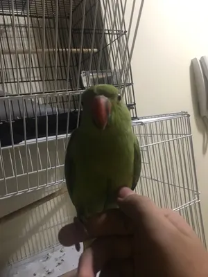 indian ringneck parrot