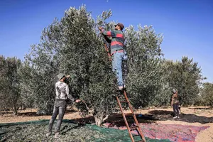 بنلقط الزيتون اللي عندك بالبيت وبنعطيك نص الكميه