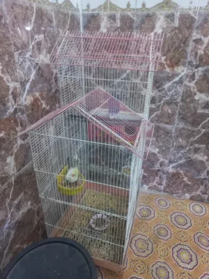 كوكتيل  لون اصفر