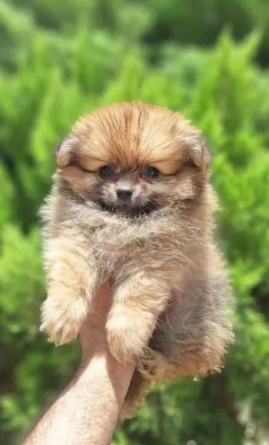 Pomeranian بومارينيان أصغر حجم