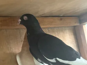 Pigeons of many varieties above 100 pcs