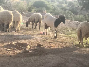 خروف وطني للبيع  يمشي فحل و يمشي عقيقة