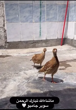 للبيع صفارد
