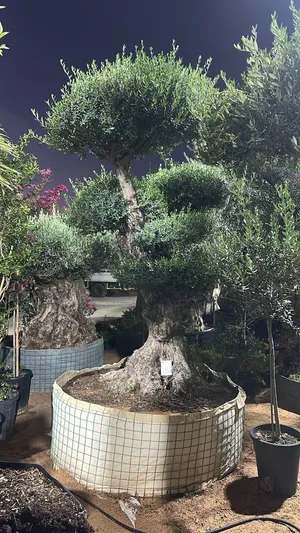 Olive Tree شجرة زيتون