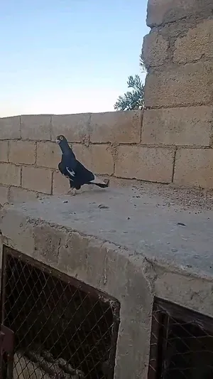 طيره شغاله منتجه فراخ وبيض
