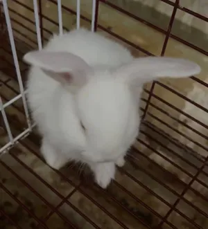 ارانب هولندي صغار عمر شهر نظاف