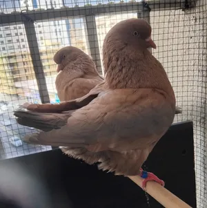 modina pigeon