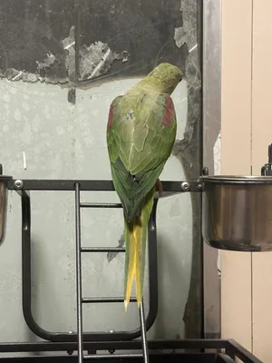 parrot ألكساندرا (نيبالي) اليف هدد، متكلم، ويرقص - صحة ممتازة!