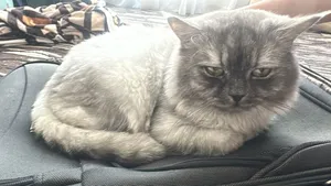Male Cat For Sale