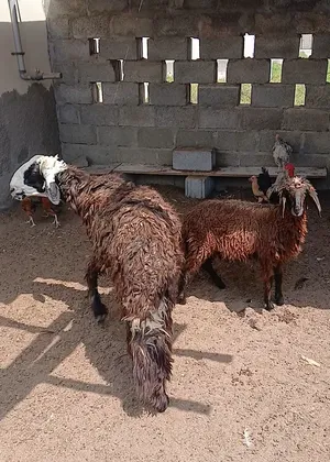 كبش العمر سنه و حاجه و حمله العمر 6 شهور  تابع الوصف