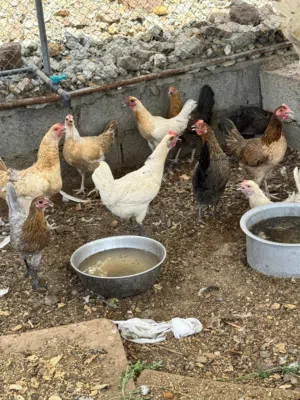 دجاج عماني بياض
