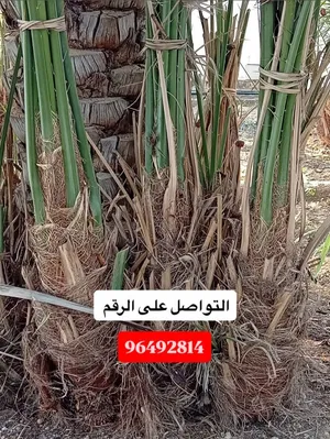 فسائل النخيل