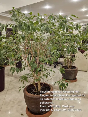 Indoor plants