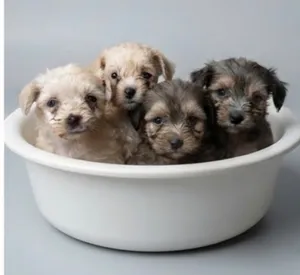3 females 1 male maltipoo(maltese poodle) puppies