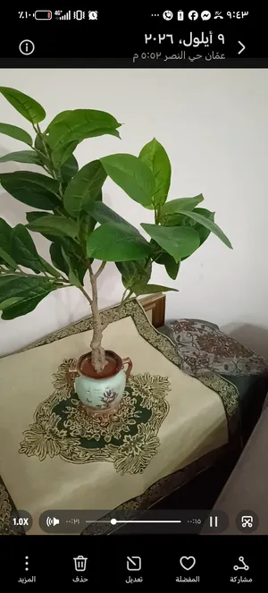 شجرة جميلة