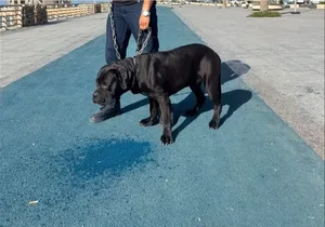 Cane corso ذكر كاني كورسو