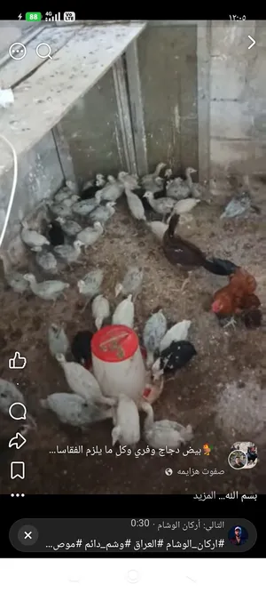 حبش للبيع 4 اميات