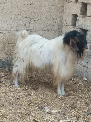 صخل هدد حار و راهي سبب البيع التغير لنوع آخر